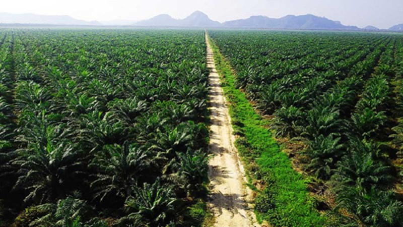 Sawit Watch: Palm Oil Cannot Be Called ‘Miraculous’ While Agrarian Conflicts Persist
