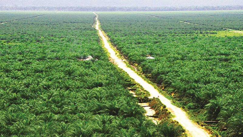 RSI Calls for Stronger Smallholder Institutions to Accelerate Palm Oil Replanting Program