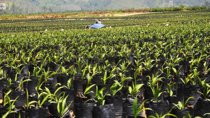Early Selection of Oil Palm Seedlings Crucial to Detect Abnormalities, Says PPKS