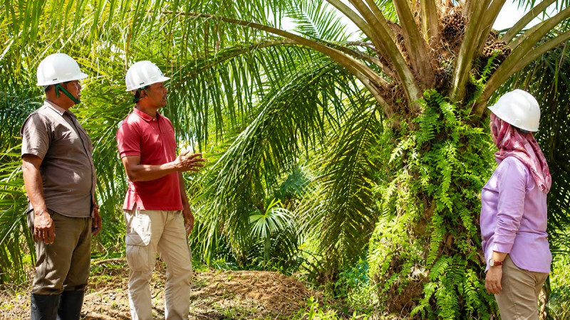 Women Driving Sustainable Palm Oil: Risniati Tarigan’s Journey from Local Trader to RSPO-Certified Smallholder Leader