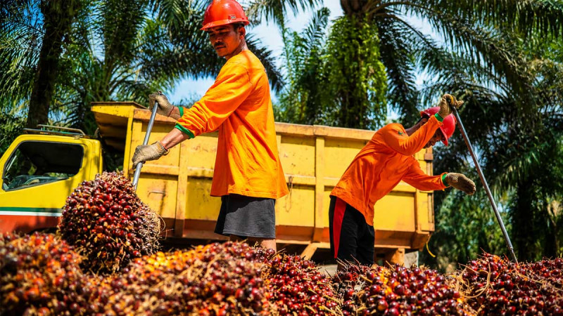 Bumitama Strengthens Palm Oil Supply Chain Traceability Down to Smallholder Plots
