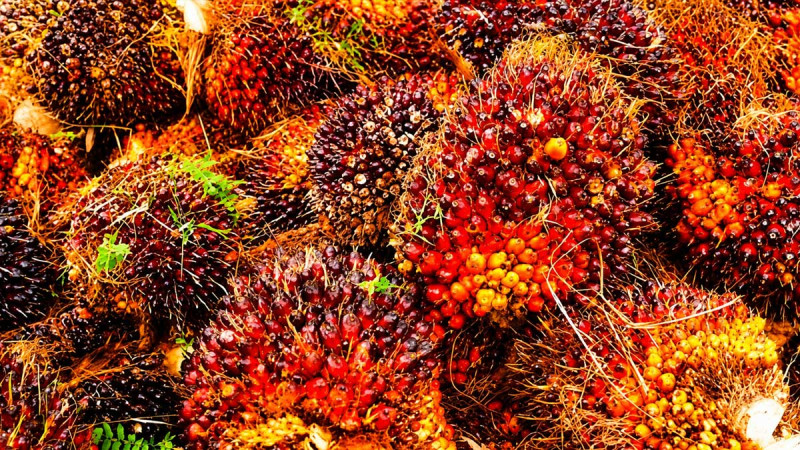 Muba Plantation Agency Urges Palm Oil Mills to Continue Buying Smallholders’ FFB Amid Market Uncertainty