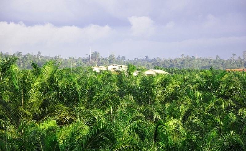 Indonesia Tightens Environmental Oversight with New Regulation, Raising Compliance Bar for Palm Oil Industry